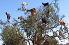goats in argan tree